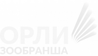 Орли на зообранша